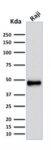 PAX5 / BSAP (Early B-Cell Marker)(rPAX5/2060), CF740 conjugate, 0.1mg/mL