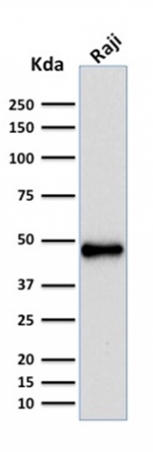 PAX5 / BSAP (Early B-Cell Marker)(rPAX5/2060), CF740 conjugate, 0.1mg/mL