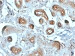 Laminin Receptor / RPSA (Marker of Metastatic Potential)(RPSA/2699), CF488A conjugate, 0.1mg/mL 1 view_image-798