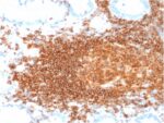 CD45RB (B-Cell Marker)(rPTPRC/1132), CF594 conjugate, 0.1mg/mL
