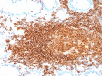 CD45RB (B-Cell Marker)(rPTPRC/1132), CF594 conjugate, 0.1mg/mL