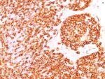 CD45 / LCA (B-Cell Marker)(rPTPRC/1460), CF488A conjugate, 0.1mg/mL 1 view_image-801