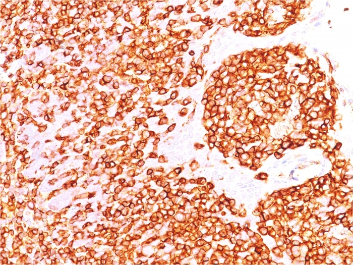 view_image-801 view image 801- Immunomart