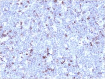 CD43 (T-Cell Marker)(rSPN/1094), 1mg/mL