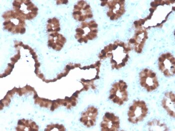 pS2 / pNR-2 / TFF1 (Estrogen-Regulated Protein)(rTFF1/1091), CF740 conjugate, 0.1mg/mL