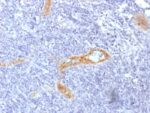 von Willebrand Factor / Factor VIII Related-Ag (Endothelial Marker) (rVWF/1465), CF740 conjugate, 0.1mg/mL