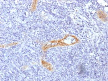 von Willebrand Factor / Factor VIII Related-Ag (Endothelial Marker) (rVWF/1465), CF740 conjugate, 0.1mg/mL