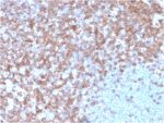 CD43 (T-Cell Marker)(SPN/3388), CF405S conjugate, 0.1mg/mL 1 view_image-830