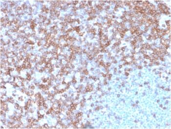 CD43 (T-Cell Marker)(SPN/3388), CF647 conjugate, 0.1mg/mL