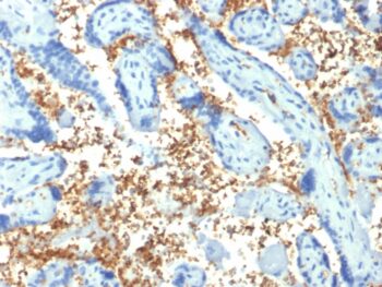 Spectrin Alpha 1 (Erythrocyte Marker) (SPTA1/1810), CF740 conjugate, 0.1mg/mL