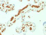 Spectrin Alpha 1 (Erythrocyte Marker) (SPTA1/1832), CF647 conjugate, 0.1mg/mL