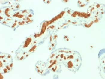Spectrin Alpha 1 (Erythrocyte Marker) (SPTA1/1832), CF647 conjugate, 0.1mg/mL