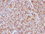 Spectrin beta III (SPTBN2) (SPTBN2/1778), CF488A conjugate, 0.1mg/mL