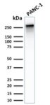 Spectrin beta III (SPTBN2)(SPTBN2/2887R), CF568 conjugate, 0.1mg/mL