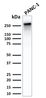 Spectrin beta III (SPTBN2)(SPTBN2/2887R), CF568 conjugate, 0.1mg/mL