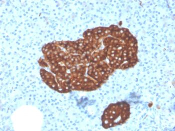 Synaptophysin (Neuroendocrine Marker)(SYP/3551), CF740 conjugate, 0.1mg/mL