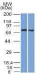 TCF4 (Transcription Factor 4) (TCF4/1705), 0.2mg/mL