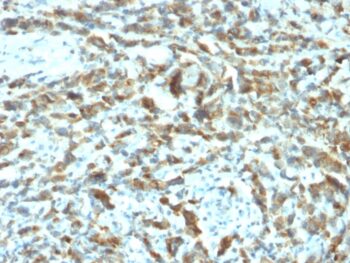 pS2 / pNR-2 / TFF1 (Estrogen-Regulated Protein)(TFF1/2133), CF740 conjugate, 0.1mg/mL