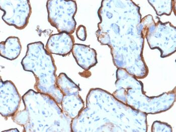 CD71 / Transferrin Receptor (TFRC) (Extracellular Domain) (TFRC/1839), 0.2mg/mL