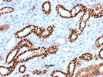 Ksp-Cadherin (Kidney-Specific Cadherin) / CDH16 (rCDH16/1071), CF405S conjugate, 0.1mg/mL