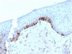 Tyrosinase-Related Protein-1 (TYRP-1) (Melanoma Marker)(TYRP1/3282), CF647 conjugate, 0.1mg/mL