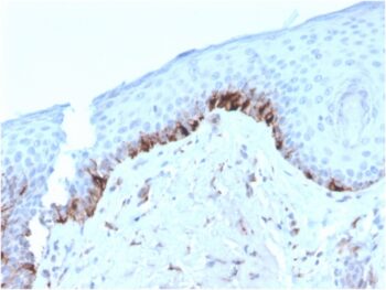 Tyrosinase-Related Protein-1 (TYRP-1) (Melanoma Marker)(TYRP1/3282), CF647 conjugate, 0.1mg/mL