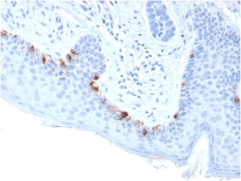 Tyrosinase-Related Protein-1 (TYRP-1) (Melanoma Marker)(TYRP1/3283), Biotin conjugate, 0.1mg/mL