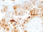 Uroplakin 1A (Urothelial Differentiation Marker)(UPK1A/2921), CF640R conjugate, 0.1mg/mL