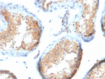 Vinculin (Marker of Age-related Macular Degeneration)(VCL/2573), CF488A conjugate, 0.1mg/mL