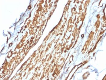 Vinculin (Marker of Age-related Macular Degeneration)(VCL/2575), CF488A conjugate, 0.1mg/mL