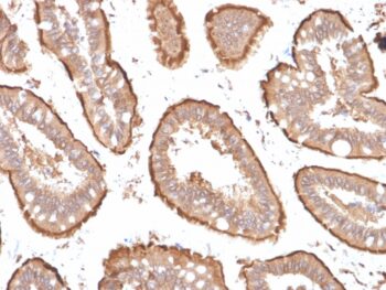 Villin (GI-Mucosal & Urogenital Brush Border Marker)(VIL1/1314 + VIL1/2376), CF740 conjugate, 0.1mg/mL