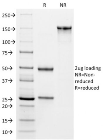 VISTA / GI24 (Negative Regulator of Immune Response)(VISTA/2864), CF488A conjugate, 0.1mg/mL