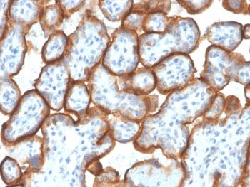VISTA / B7-H5 / VSIR (Negative Regulator of Immune Response)(VISTA/3007), CF488A conjugate, 0.1mg/mL