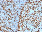 ZAP70 (Chronic Lymphocytic Leukemia Marker)(ZAP70/2047), CF405S conjugate, 0.1mg/mL