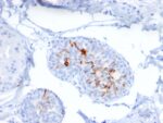 ZNF690 / ZSCAN29(ZSCAN29/2610), CF568 conjugate, 0.1mg/mL