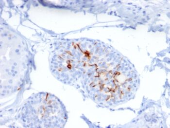 ZNF690 / ZSCAN29(ZSCAN29/2610), CF568 conjugate, 0.1mg/mL